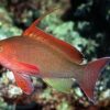 Рыба Pseudanthias squamipinnis, Lyretail coral fish Indian Ocean (самец) 13220