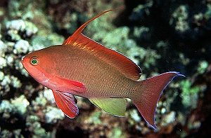 Рыба Pseudanthias squamipinnis, Lyretail coral fish Indian Ocean (самец)