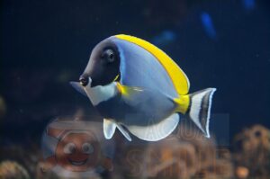Рыба хирург Acanthurus leucosternon, Yellow-tailed Powder-blue Tang