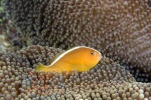 Рыба клоун Amphiprion sandaracinus, Orange Anemonefish