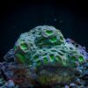 Коралл LPS Favia spp, Pineapple Coral Green 12887