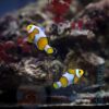 Риба Amphiprion ocellaris, Clownfish Mixed 34684