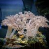 М’який корал Heteroxenia sp, Xenia Pumping 34328