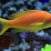 Риба Pseudanthias squamipinnis, Lyretail coral fish Indian Ocean (самка) 34521