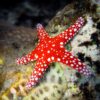 Морська зірка Fromia sp, Starfish Red 29308