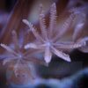 М’який корал Heteroxenia sp, Xenia Pumping 34329