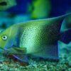 Риба Pomacanthus semicirculatus, Koran Angelfish (дорослий) 34511
