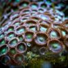 Коралл мягкий Zoanthus sp, Sand Polyps Long Green Tentacle Chocolate 12944