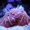 Коралл мягкий Discosoma sp, Mushrooms Red 14866