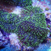 Корал м’який Rhodactis sp, Mushrooms Hairy Green голова 12941