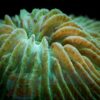 Коралл LPS Cycloseris sp, Plate Coral Green 12940