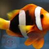 Риба клоун Amphiprion clarkii (Clark`s Anemonefish) 34606