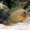 Риба Acanthurus tristis, Ocean Mimic Eibli Tang 34582