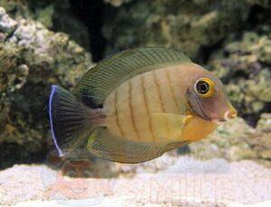 Рыба Acanthurus tristis, Ocean Mimic Eibli Tang