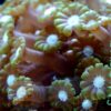 Коралл Alveopora spongiosa, Alveopora Green 12868