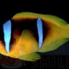Рыба клоун Amphiprion bicinctus (Two-banded Anemonefish) 12784