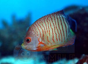 Риба ангел Centropyge eibli, Eibl’s Pygmy Angelfish, Indian Ocean