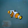 Риба Amphiprion ocellaris, Clownfish DaVinci PREMIUM 28675