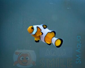 Рыба Amphiprion ocellaris, Clownfish DaVinci PREMIUM