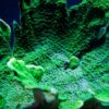 Корал SPS Montipora spp, Montipora Foliosa Green L 34375
