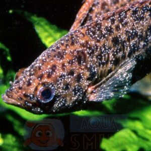 Лекарство для рыбок  JBL Punktol Plus 125 100 мл