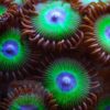 Корал мягкий Zoanthus sp, Sand Polyps Big Eye Purple Tentacle Green 13084