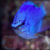 Риба Chrysiptera cyanea (Blue Devil female) 34620