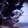 Рыба Amphiprion ocellaris, Clownfish Frostbite chilled PREMIUM 15263