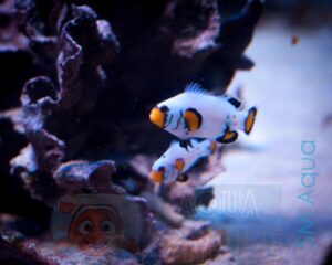 Рыба Amphiprion ocellaris, Clownfish Frostbite chilled PREMIUM