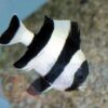 Риба Dascyllus melanurus (Fourstriped Damselfish) 34634
