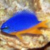 Риба Chrysiptera hemicyanea (Azure Demoiselle) 34623