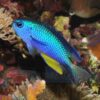 Риба Pomacentrus alleni (Allen`s Damselfish) 34649