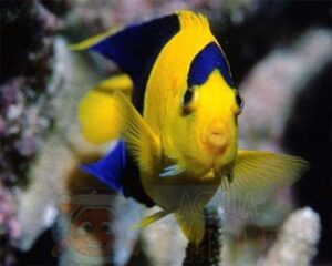 Рыба ангел Centropyge bicolor, Bicolor Angelfish