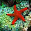 Морська зірка Fromia sp, Starfish Red 29309