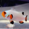 Риба Amphiprion ocellaris, Clownfish Wyoming White PREMIUM 28688