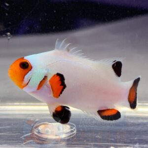 Рыба Amphiprion ocellaris, Clownfish Wyoming White PREMIUM