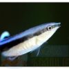 Риба губан-доктор Labroides dimidiatus, Bluestreak Cleaner Wrasse 34505