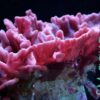 Губка Collospongia sp, Sponge Red 12874