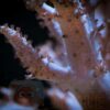 Коралл мягкий Sinularia flexibilis, Finger Soft 12898