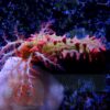 Морський огірок Pentacta sp, Sea Cucumber Red 34447