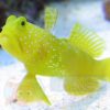 Риба Cryptocentrus cinctus (Yellow Prawn Goby) 34631