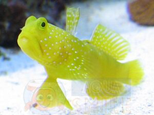 Рыба Cryptocentrus cinctus (Yellow Prawn Goby)