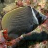 Риба метелик Chaetodon collare, Red-tailed Butterflyfish 34484