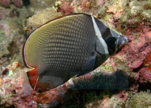 Рыба бабочка Chaetodon collare, Red-tailed Butterflyfish