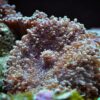 Корал м’який Rhodactis sp, Mushrooms Hairy 34339