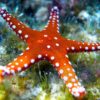 Морская звезда Fromia sp, Starfish Red 14997