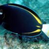 Рыба хирург Acanthurus nigricans, Gold-Rimmed Tang 13098