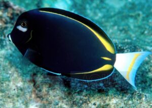 Рыба хирург Acanthurus nigricans, Gold-Rimmed Tang