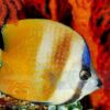Рыба Chaetodon kleinii, Klein’s Butterflyfish 13953