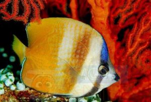 Рыба Chaetodon kleinii, Klein’s Butterflyfish
